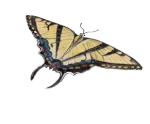 Tiger Swallow Tail Butterfly For the Creating originals Section