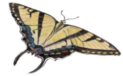 Tiger Swallow Tail Butterfly For the Creating originals Section